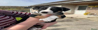Border Collie Puppy 2