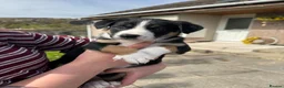 Border Collie dogs for sale: Blue Merle/tri collies in Lairg - Advert 3