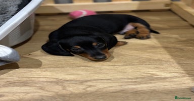Dachshund dogs - Advert 1