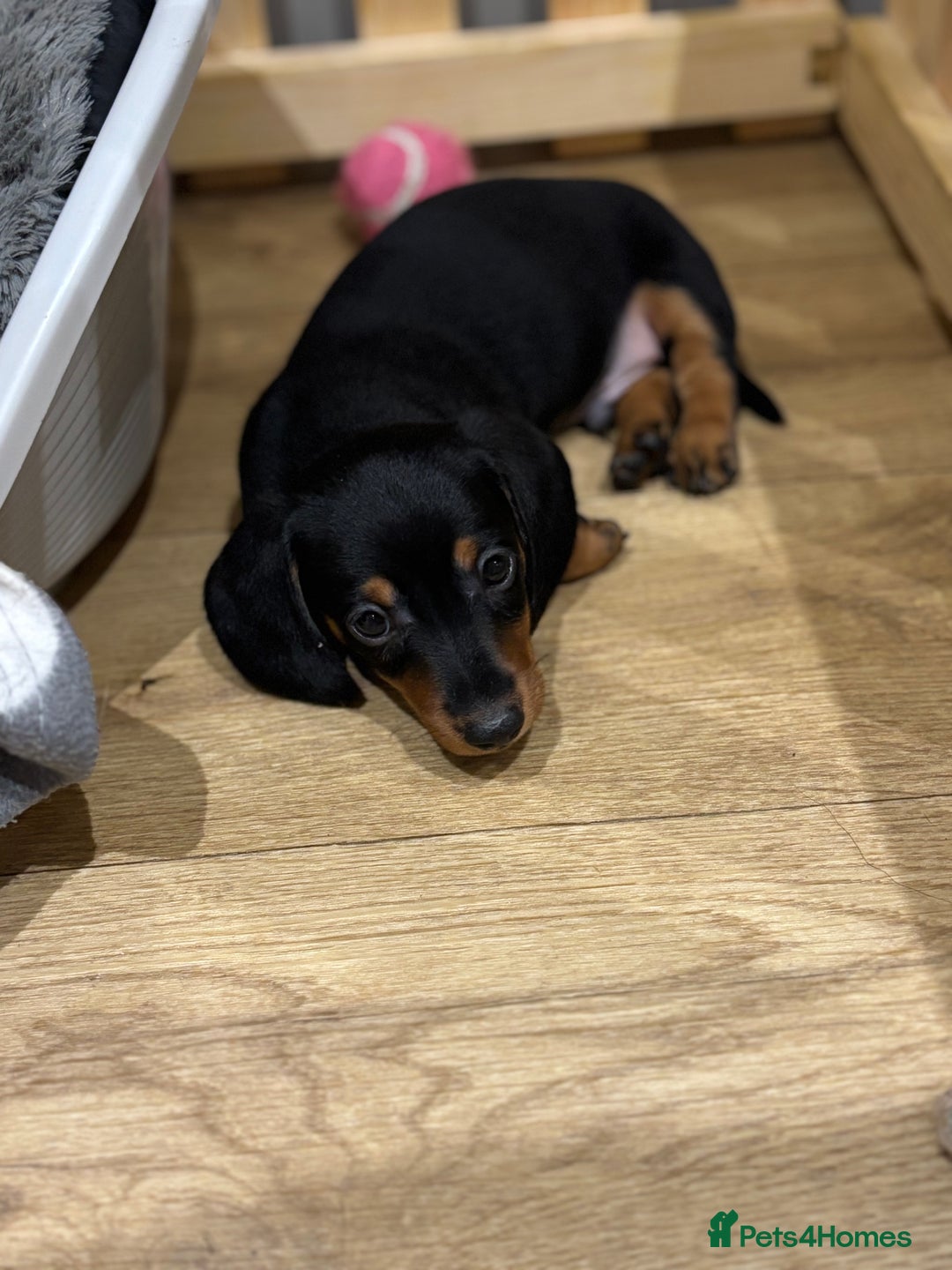 Dachshund dogs for sale: Ready soon! 🤎🖤 Miniature Dacshund Puppy, Male.  - Image 2