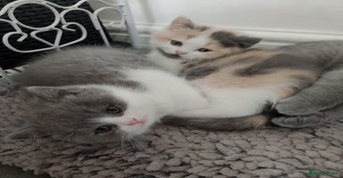 British Shorthair cats - Advert 15