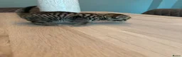 Mixed Breed cats for sale: Domestic shorthair (Tabby) Kittens  in Wisbech - Advert 21
