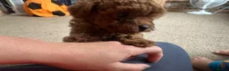 Toy Poodle dogs for sale: Gorgeous red girl for sale in Welshpool - Advert 8