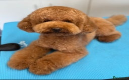 Cavapoo dogs for sale: Gorgeous Fox Red Toy Cavapoos - Advert 8