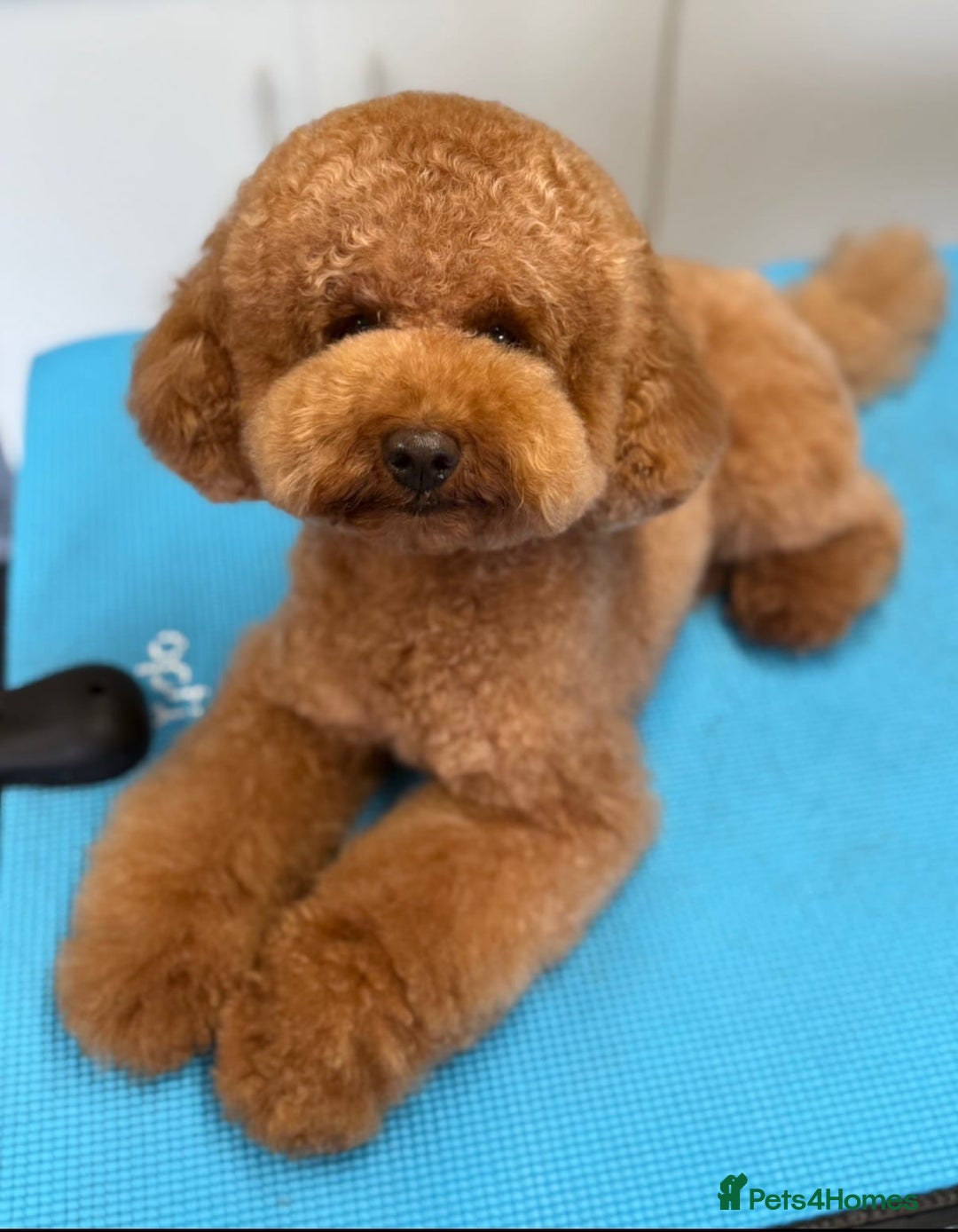 Cavapoo dogs for sale: Gorgeous Fox Red Toy Cavapoos - Advert 8