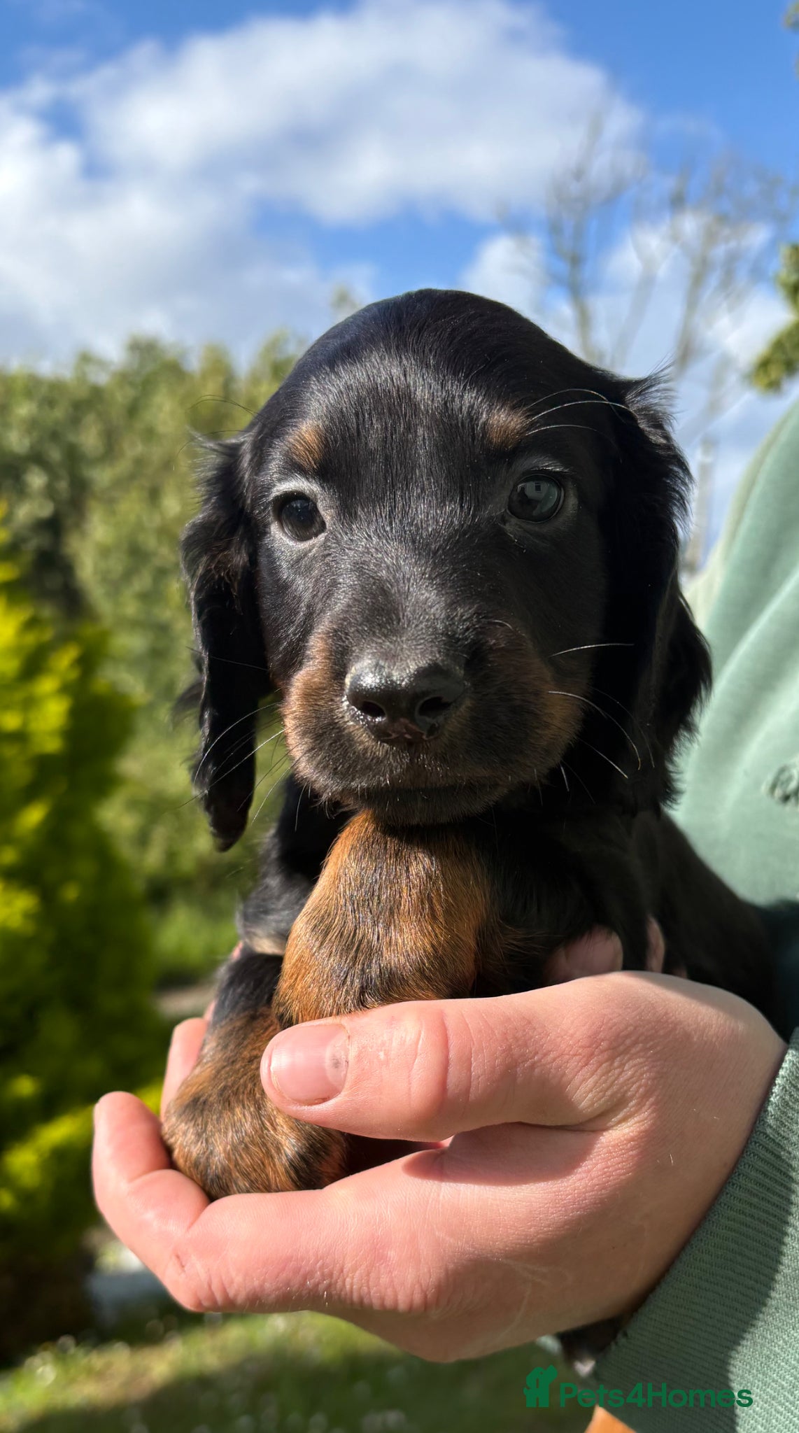 Cocker Spaniel dogs Beautiful Cocker Spaniel Puppies  - Advert 1