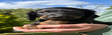 Puppy 1