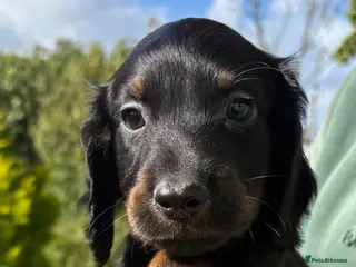 Cocker Spaniel dogs Beautiful Cocker Spaniel Puppies - Advert 18