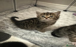 Domestic Shorthair cats for sale: Domestic short hair  - Image 5