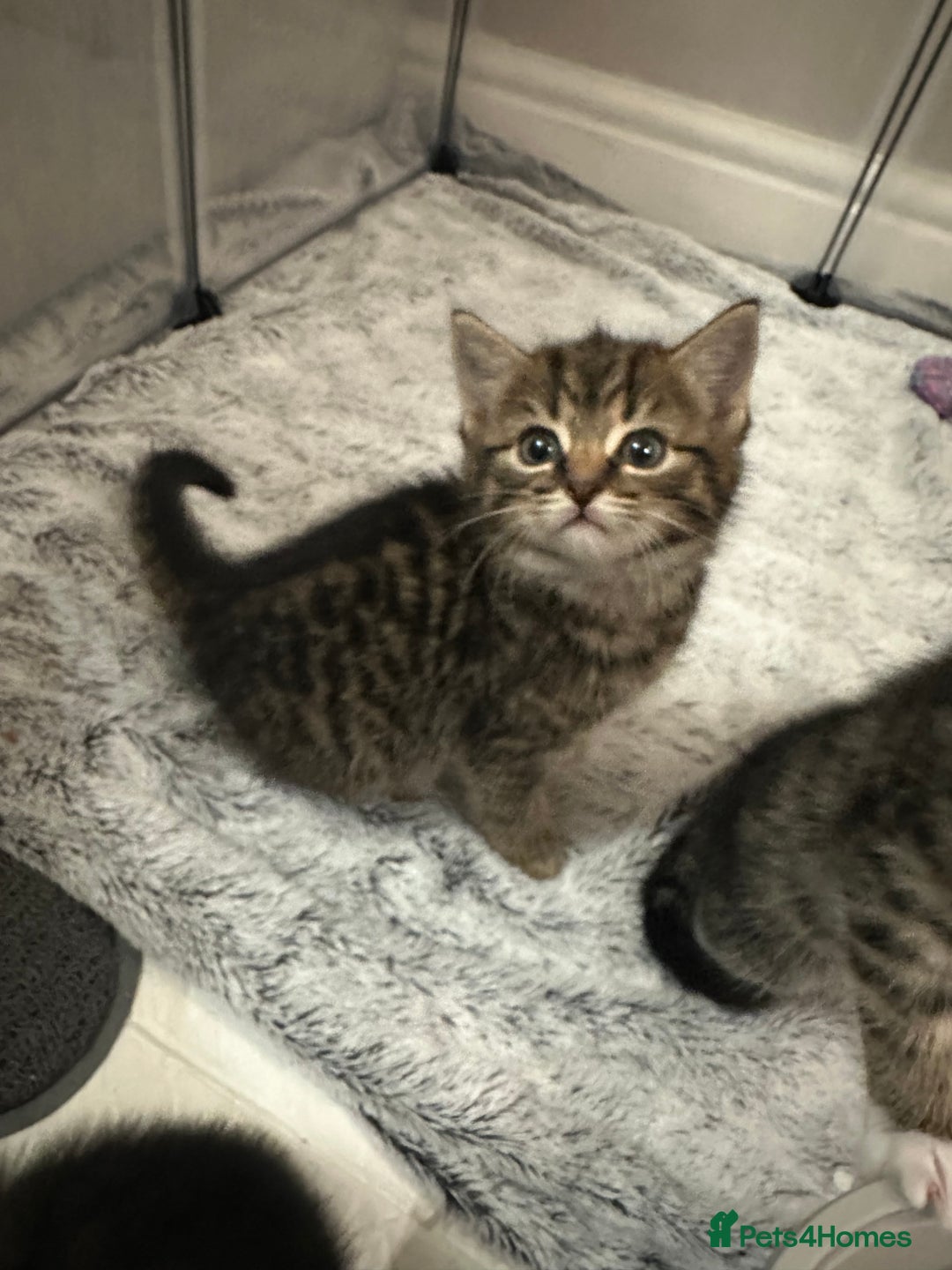 Domestic Shorthair cats for sale: Domestic short hair  - Image 5