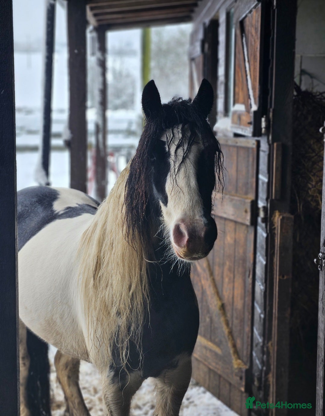 Irish Cob horses Wonderful cob for sale  - Advert 5