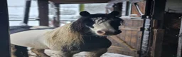 Irish Cob horses for sale: Wonderful cob for sale  - Advert 3
