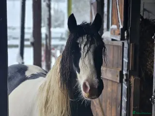 Irish Cob horses Wonderful cob for sale - Advert 5