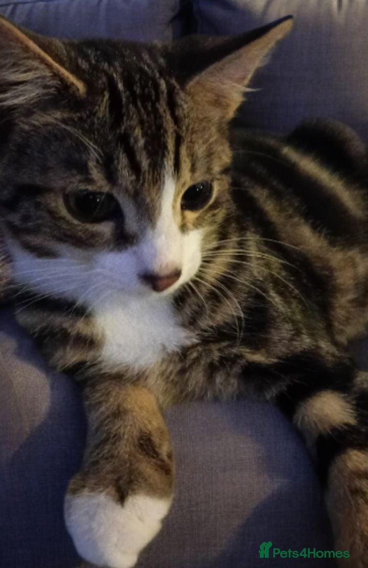 Mixed Breed cats brother and sister looking for their forever home - Advert 4