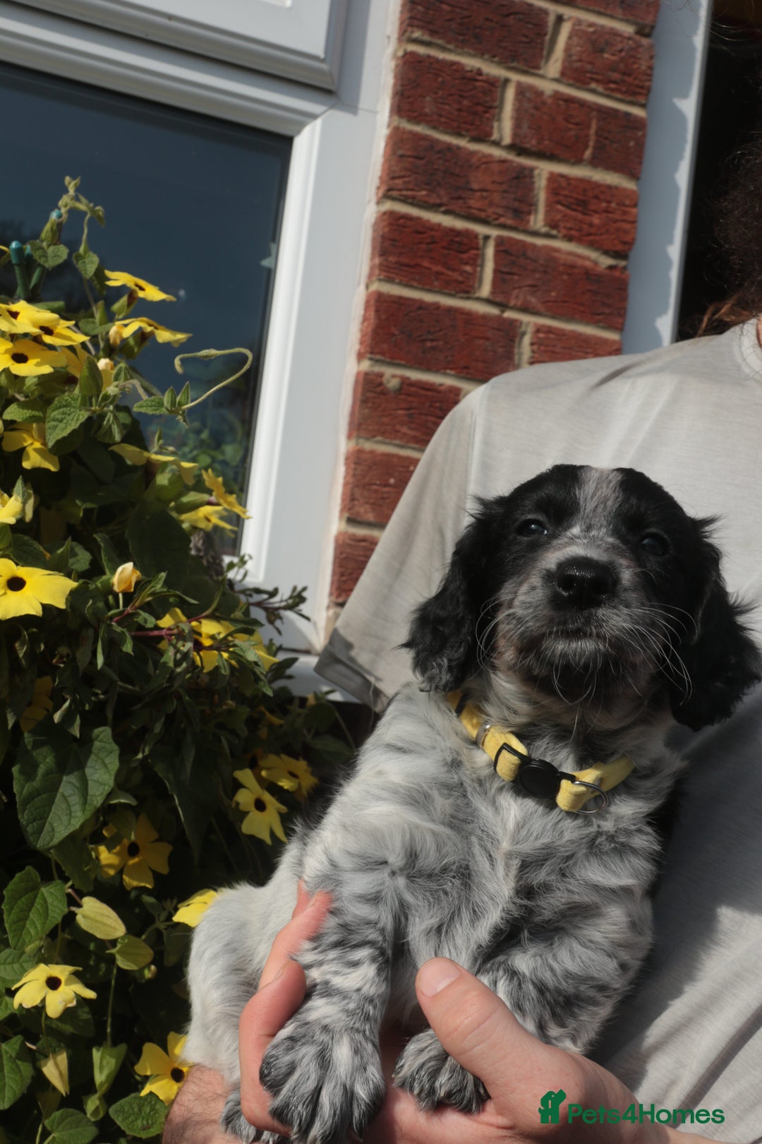 Mixed Breed dogs for sale: Merle Sprollies/Cotralian - Image 22