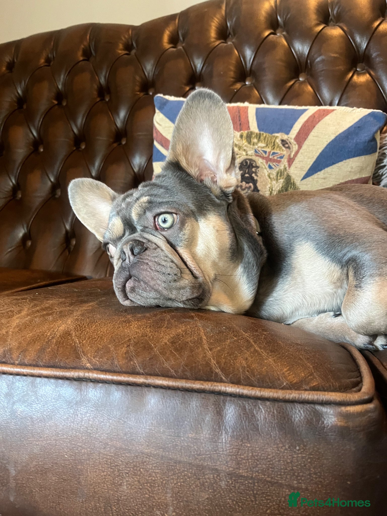French Bulldog dogs 1 year old French bulldog experienced homes only  - Advert 1