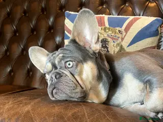 French Bulldog dogs 1 year old French bulldog experienced homes only - Advert 1