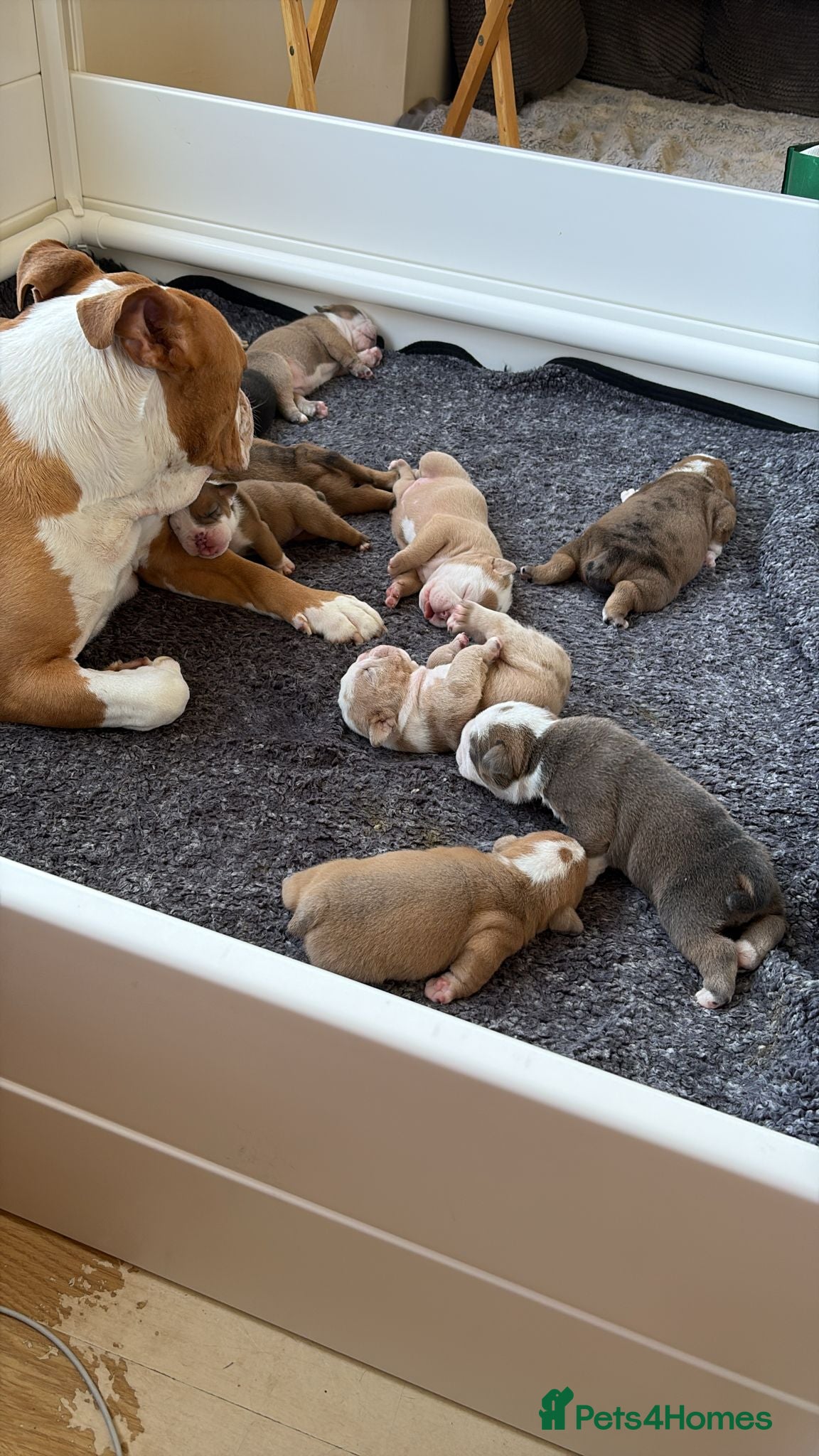 Old Tyme Bulldog dogs Olde tyme bulldog puppies  - Advert 8