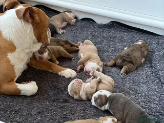 Old Tyme Bulldog dogs Olde tyme bulldog puppies - Advert 10