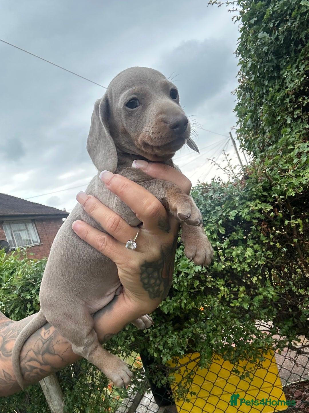 Dachshund dogs for sale: Miniature dachshund  - Advert 27