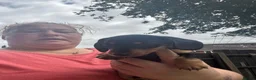 Miniature Dachshund dogs for sale: Miniature dachshund  - Advert 6