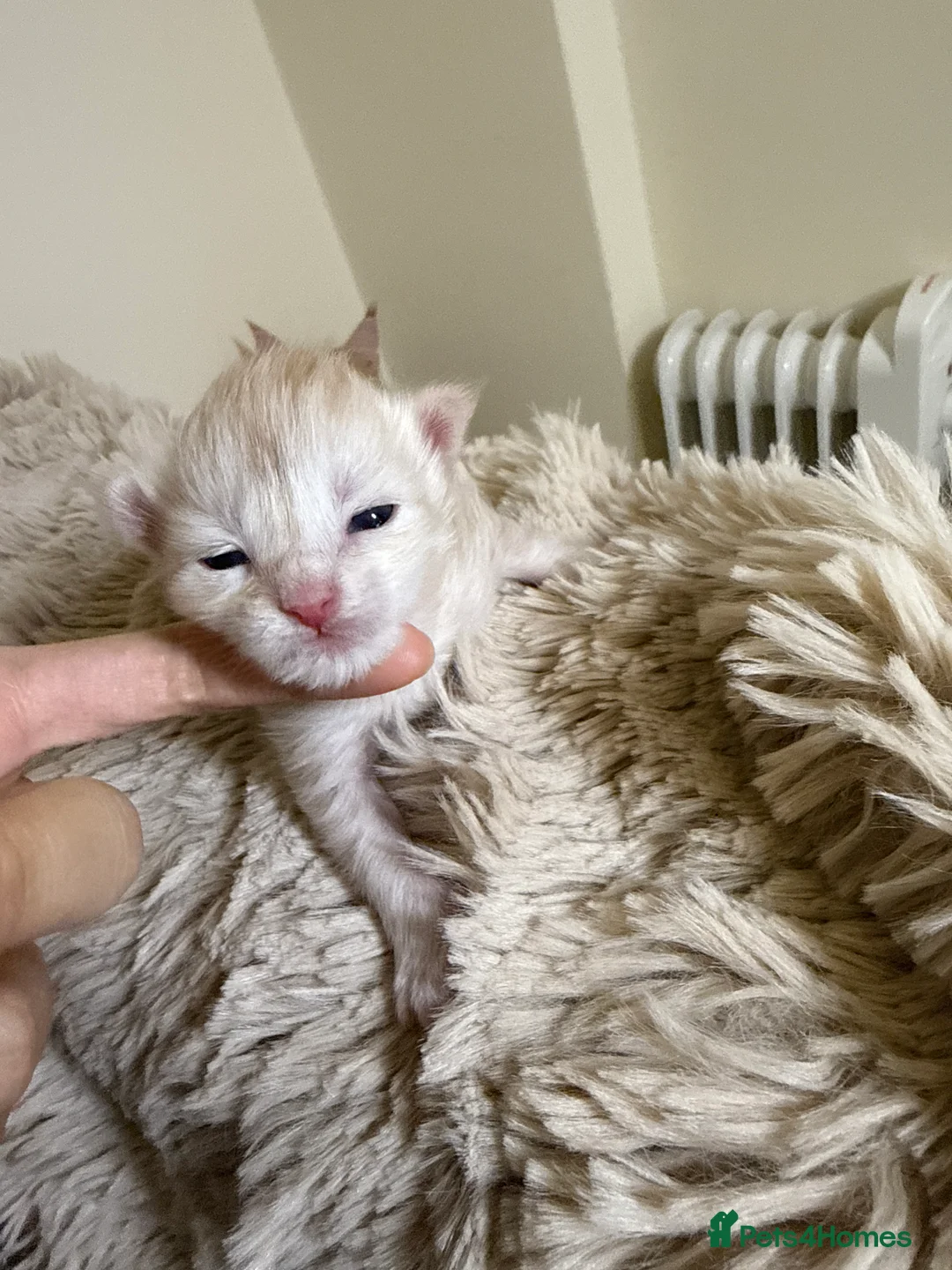 Maine Coon cats for sale: Purebred Adorable Maine Coon Kittens Available - Advert 23