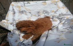 Miniature Poodle dogs for sale: Miniature poodles  - Image 29