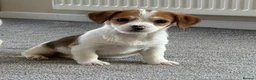 Jack Russell dogs for sale: Traditional short-legged Jack Russell puppies! - Advert 30