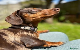 Dachshund dogs for sale: Miniature Chocolate Dapple Dachshund Bitch  - Image 7