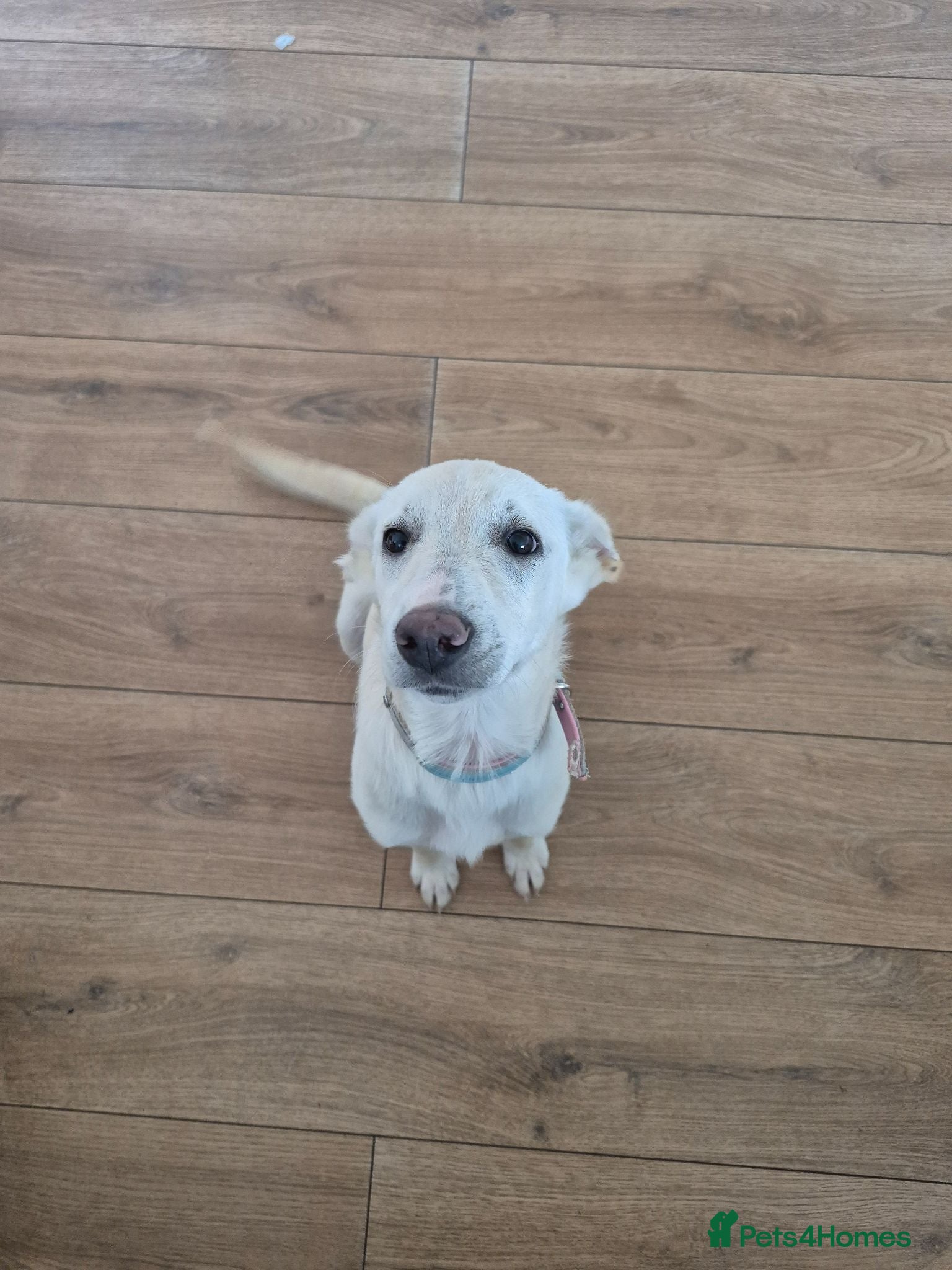 Mixed Breed dogs Mabel is 5 months old  - Advert 1