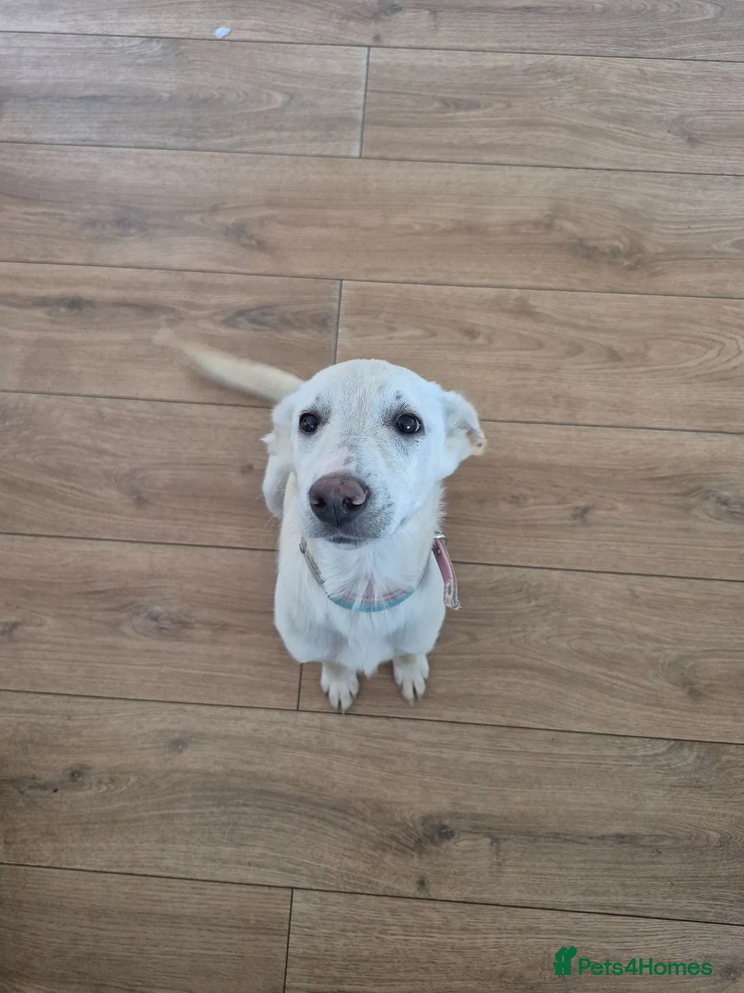 Mixed Breed dogs for sale: Mabel is 5 months old  - Advert 1