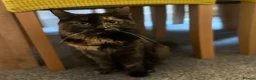 Mixed Breed cats for sale: Half Maine-coon kittens - Advert 3