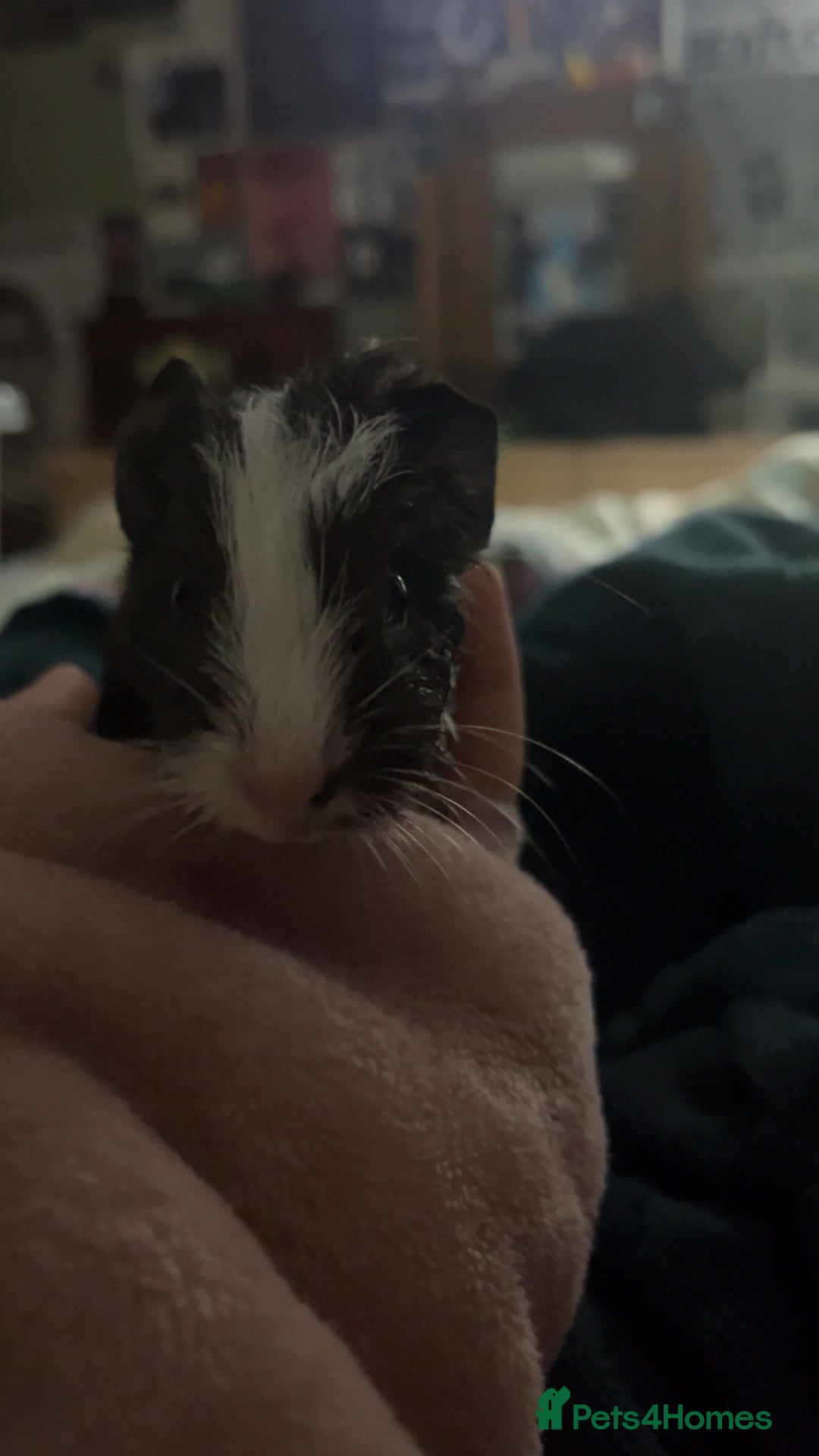 Guinea Pig rodents for sale: 3 male guinea pigs for sale  - Advert 3