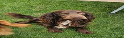 Cocker Spaniel dogs for sale: Stunning Working Cocker Pups KC Reg. - Advert 4