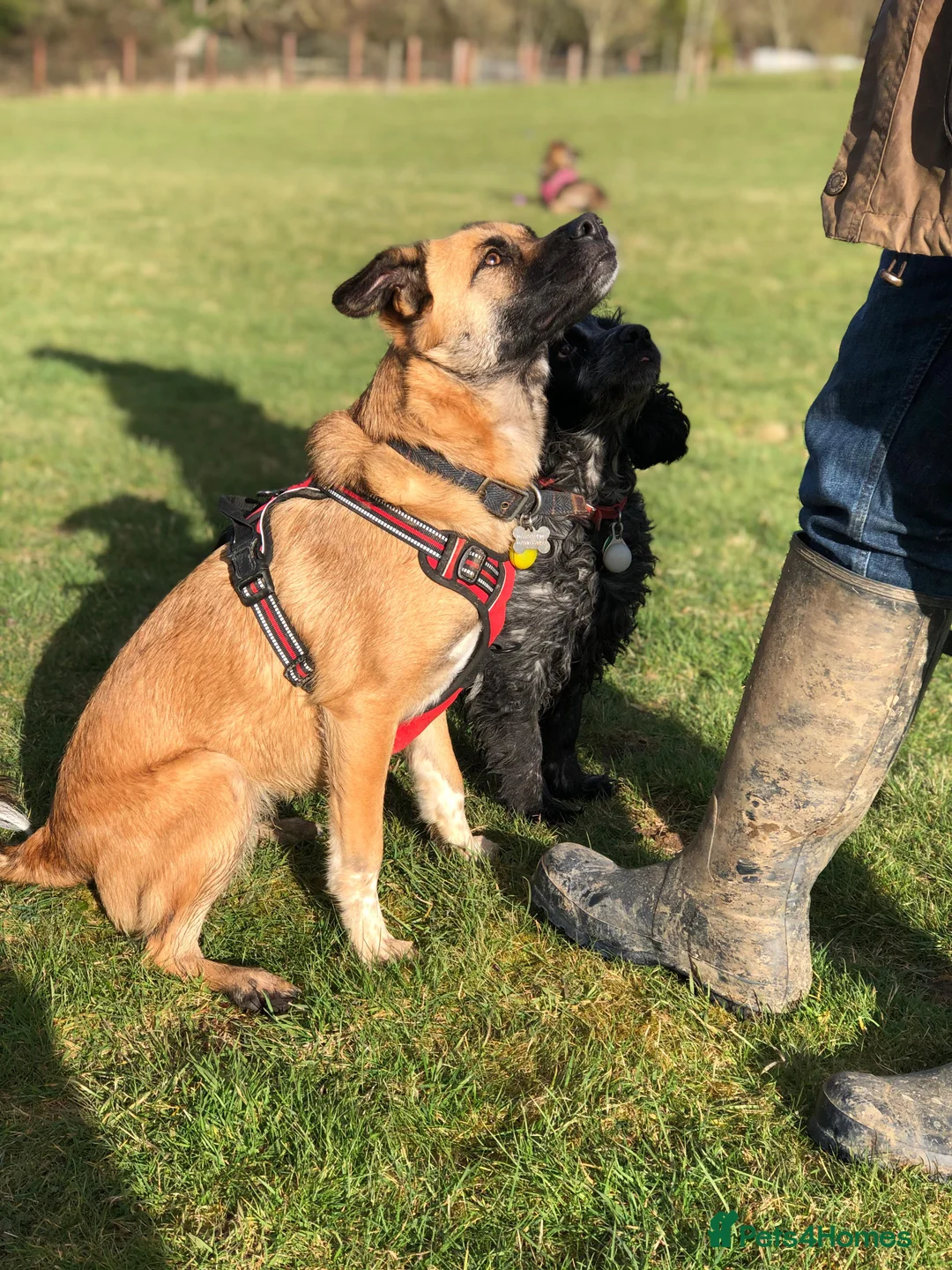 Mixed Breed dogs for adoption: Maple - Advert 1