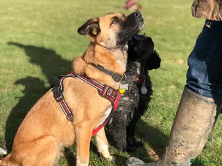 Mixed Breed dogs Maple - Advert 2