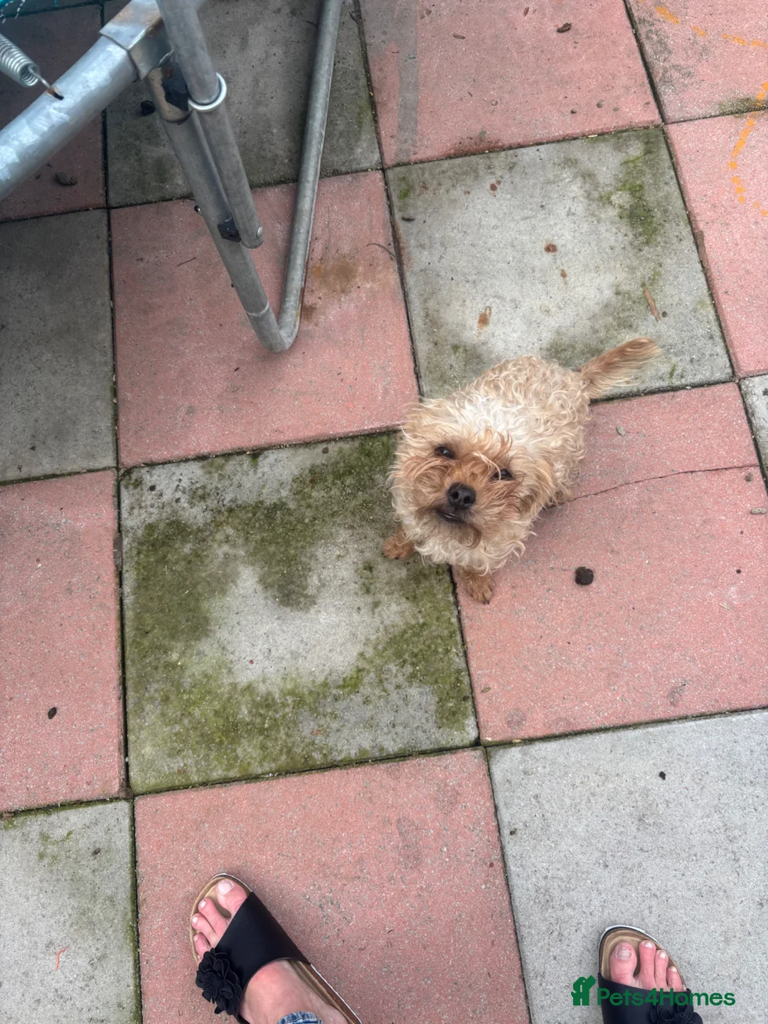 Mixed Breed dogs for sale: 2 little girls in Barnsley - Advert 2