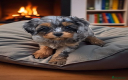 Cavapoo dogs for sale: Top quality cavapoo - Image 5