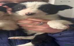 Border Collie dogs for sale: 4 Beautiful Border Collie puppies - Image 8