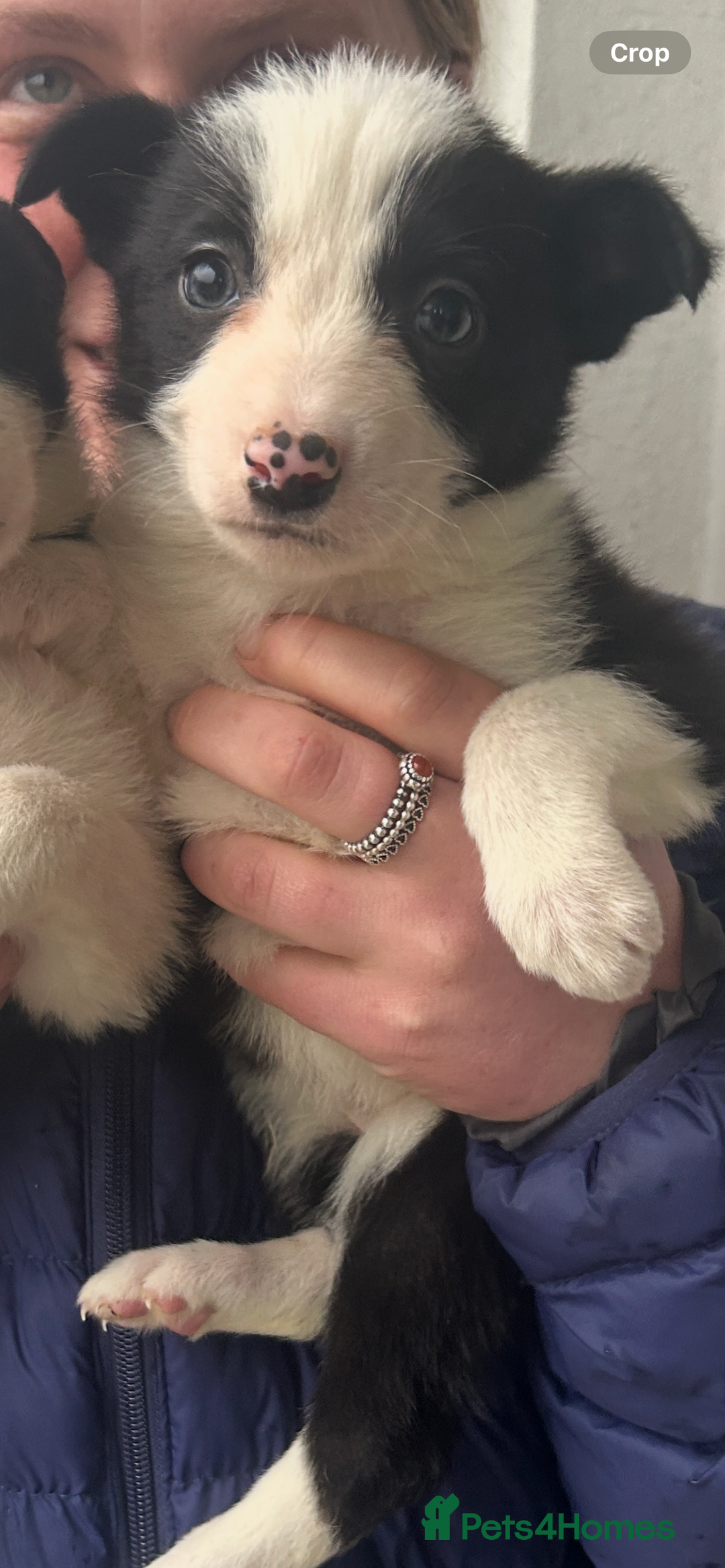 Border Collie dogs for sale: 4 Beautiful Border Collie puppies - Image 8