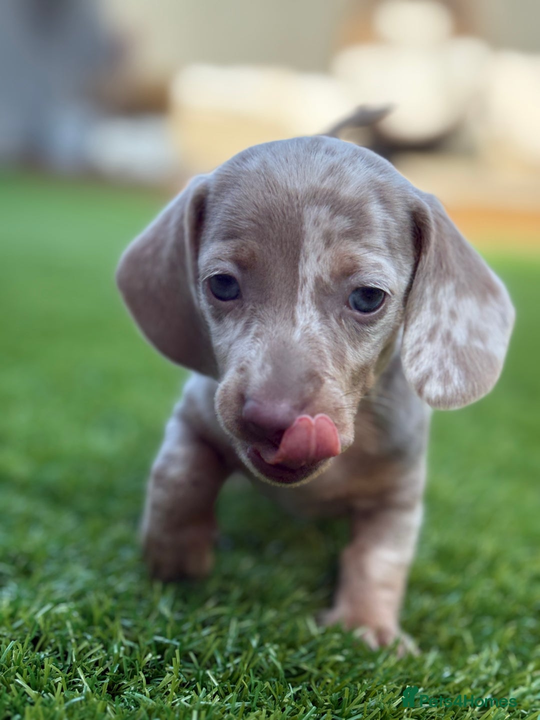 Miniature Dachshund dogs for sale: 🐾 stunning Miniature dachshund pups🐾  - Image 6