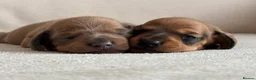 Miniature Dachshund dogs for sale: Miniature dachshund puppies  - Advert 17