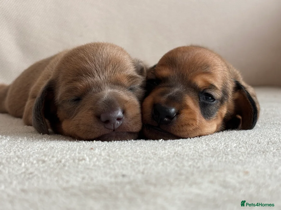 Miniature Dachshund dogs for sale: Miniature dachshund puppies  - Advert 17