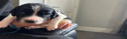 English Springer Spaniel dogs for sale: 5 KC Reg English springer spaniel puppies  - Advert 8