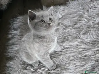 British Shorthair cats Little British shorthair kittens - Advert 17
