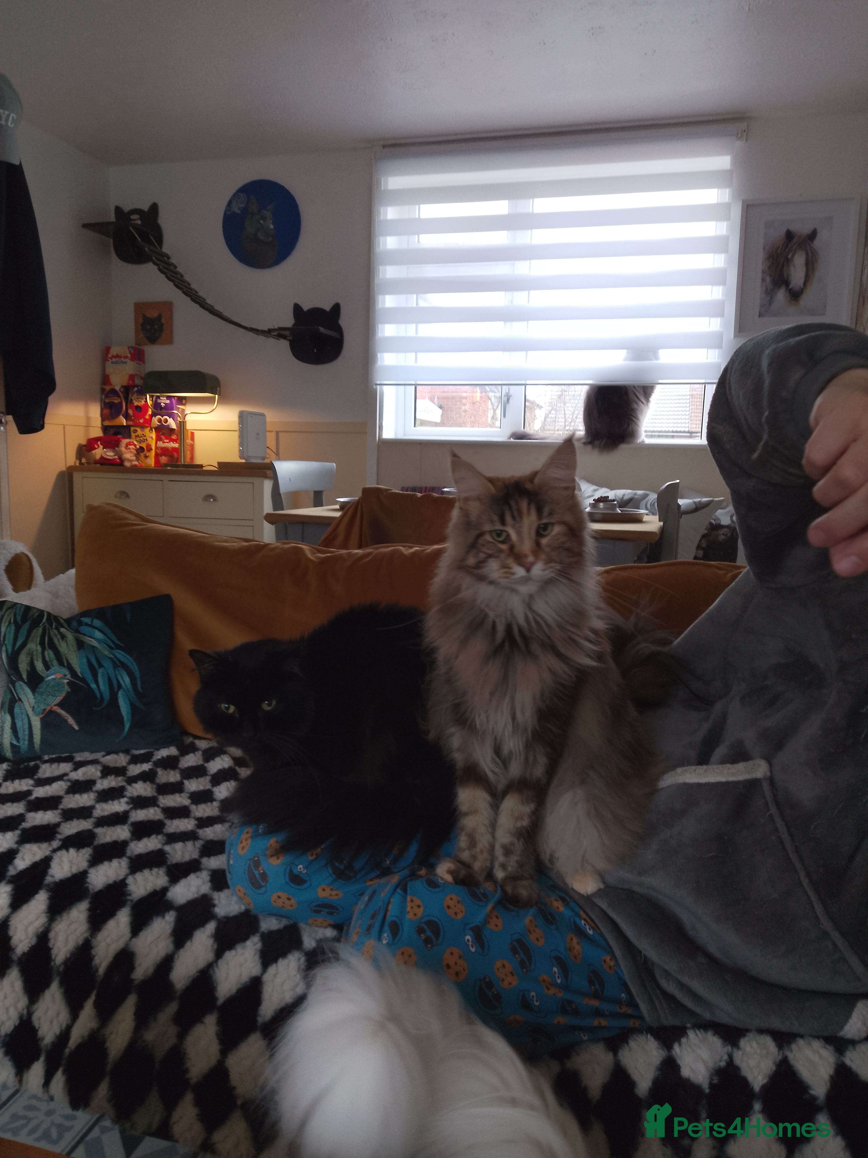 Maine Coon cats 4 adult Maine coons  - Advert 7