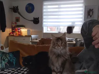 Maine Coon cats 4 adult Maine coons - Advert 7