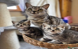 British Shorthair cats for sale: ❤️💙 GORGEOUS SILVER TABBY BSH CHAMPION LINES 💙❤️ - Image 15