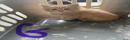 Mixed Breed cats for sale: Farm kittens in Launceston - Advert 3