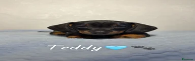 Miniature Dachshund Black and Tan